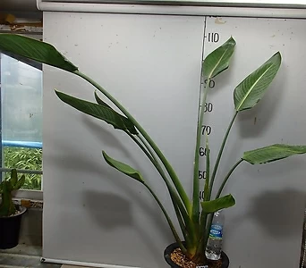 Strelitzia reginae (Banks) Ait. 12-- 7-10 - 1