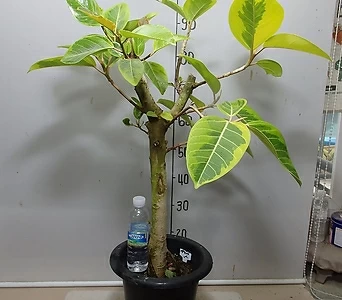 Ficus elastica 5 - 1