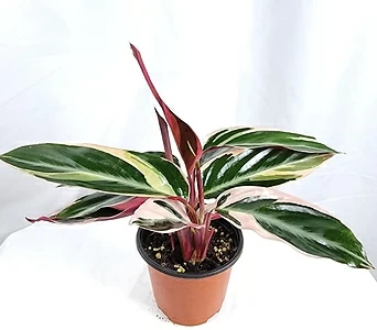 칼라데아 멀티칼라  Multicolor 공기정화식물 인테리어 플랜테리어 키우기쉬운식물 1