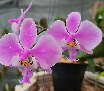 Phalaenopsis .Phal.schilleriana...... 1