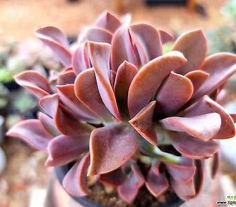 Graptoveria Fred Ives 28-28 1
