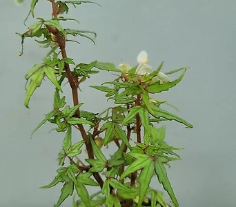 Begonia  1