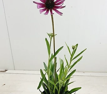 Echinacea purpurea  1