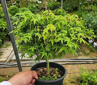 청단풍외목대나무 인기반려식물 월동가능식물 1