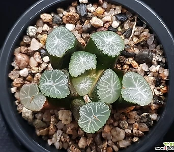 Sedum rubrotinctum cv.Aurora 60-14 1
