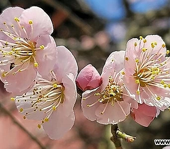 백매 2번-연분홍꽃-고불매-묵은주-동일품배송 1