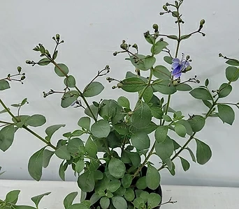 Hydrangea macrophylla  1
