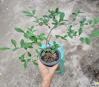 Diospyros rhombifolia  1