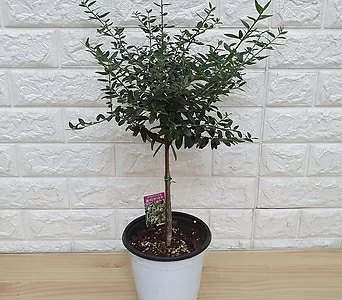 올리브나무35(等桩)-인테리어식물 35 - 1