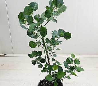 Eucalyptus 4 1