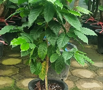커피나무 인기식물 1