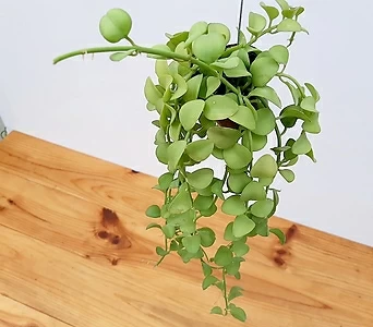 디시디아 애플 행잉플랜트 키우기쉬운식물 1