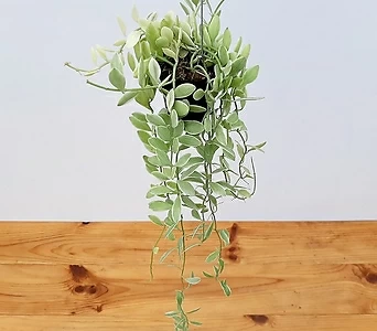 디시디아 화이트 행잉플랜트 인테리어식물 키우기쉬운식물 1