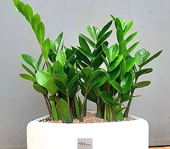 Zamioculcas zamiifolia ,  40cm 1