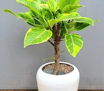 Ficus elastica ,  45cm 1