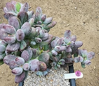 Cotyledon orbiculata cv variegated 0671 1
