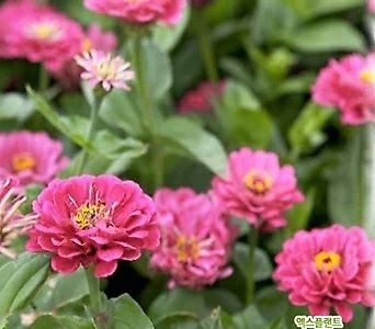 꽃씨앗 백일홍 핑크 (30립) -일년초 1