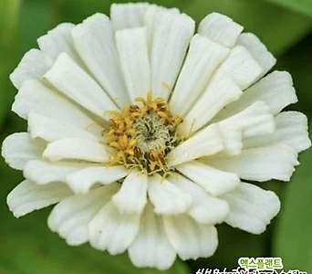 꽃씨앗 미니 겹 백일홍 화이트 (10립) -일년초 1