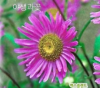 꽃씨앗 야생과꽃 (200립) -다년초 1