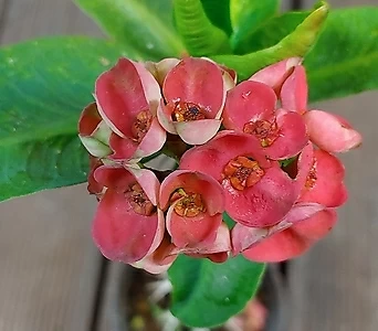 빨강투톤 퀸꽃기린(30cm) 1