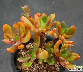 Echeveria globuliflora X062816 1