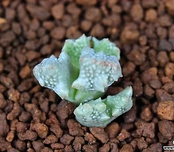 Conophytum khamiesbergensis LAV 27294 카미에스버젠시스 (뿔카미에) 66 1