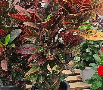 크로톤 매력적인 색상 식물 1