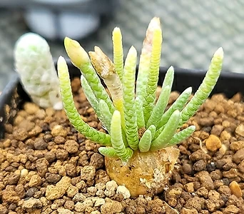 Avonia quinaria ssp Alstonii 0629-206 1