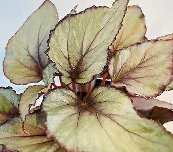 잎베고니아 (인디안썸머) 1