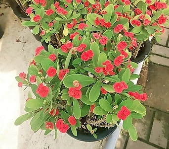 Euphorbia milii  1