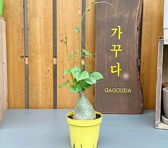 게라단투스 게라단터스 마크로히저스 아프리카식물 1