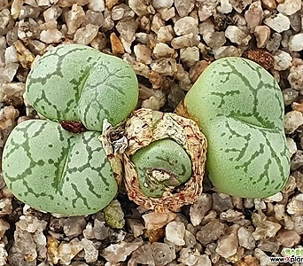 Conophytum Wittebergense 851 1