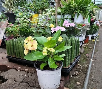 Euphorbia milii 02 1