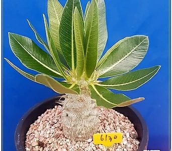 덴시플로럼(Pachypodiumdensiflorum)  1