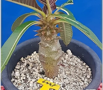 파키포디움 바로니(pachypodium baronii) 1