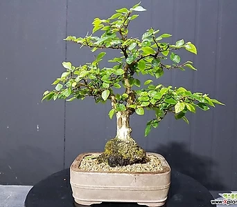 소사나무 1