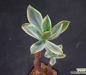Graptoveria Fred Ives X062914 1