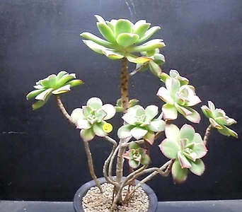 Aeonium decorum f variegata 大 11 1