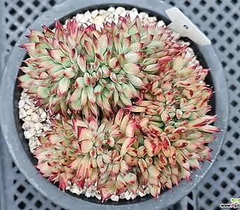 Echeveria colorata 0629 1