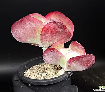 Kalanchoe thysifolia f.variegata 4-179 1