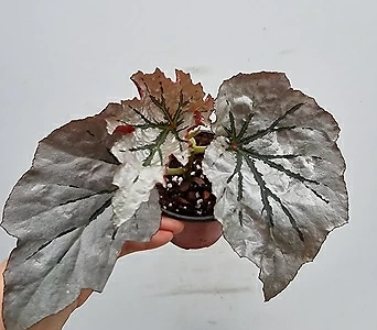 Begonia / 1