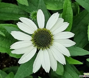 에키네시아 (중품) 흰색 노지월동 야생화 여름꽃 카페정원 1
