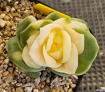 Echeveria Lovely Rose 1 1