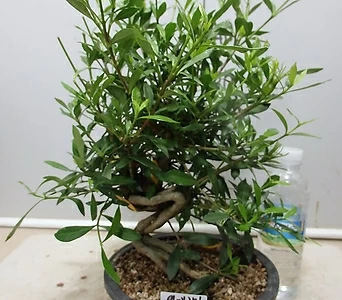 Gardenia jasminoides 2--- 1