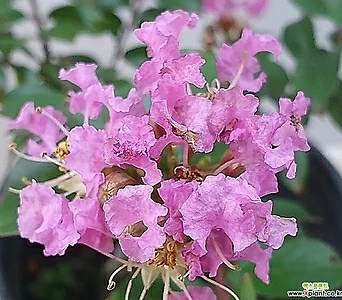 좀배롱나무, 좀백일홍, 미니백일홍 - 분홍꽃 1