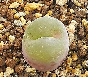 코노피툼 서브페네스트라툼(필란시) (conophytum subfenestratum)  1