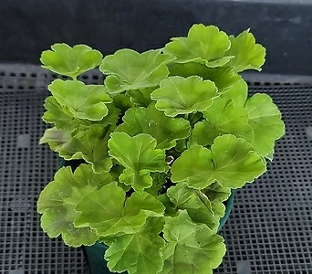 Geranium/Pelargonium . 1