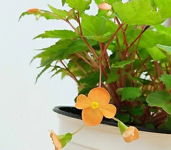 오렌지샤워베고니아 중품 구근베고니아 키우기쉬운식물 1