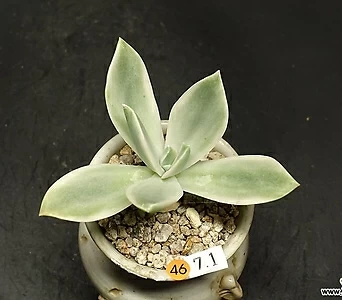 Graptoveria Fred Ives  1
