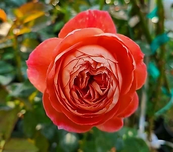 독일장미.4계.퀸오브하트.예쁜샬몬오렌지.old rose 향기.꽃8cm.아주예뻐요.정원장미.월동가능. 1